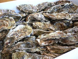 090201oysters.jpg